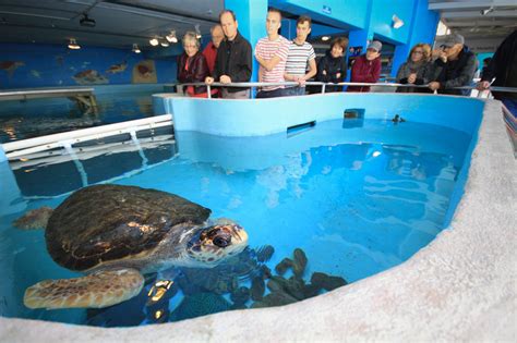 Mote marine laboratory and aquarium - 